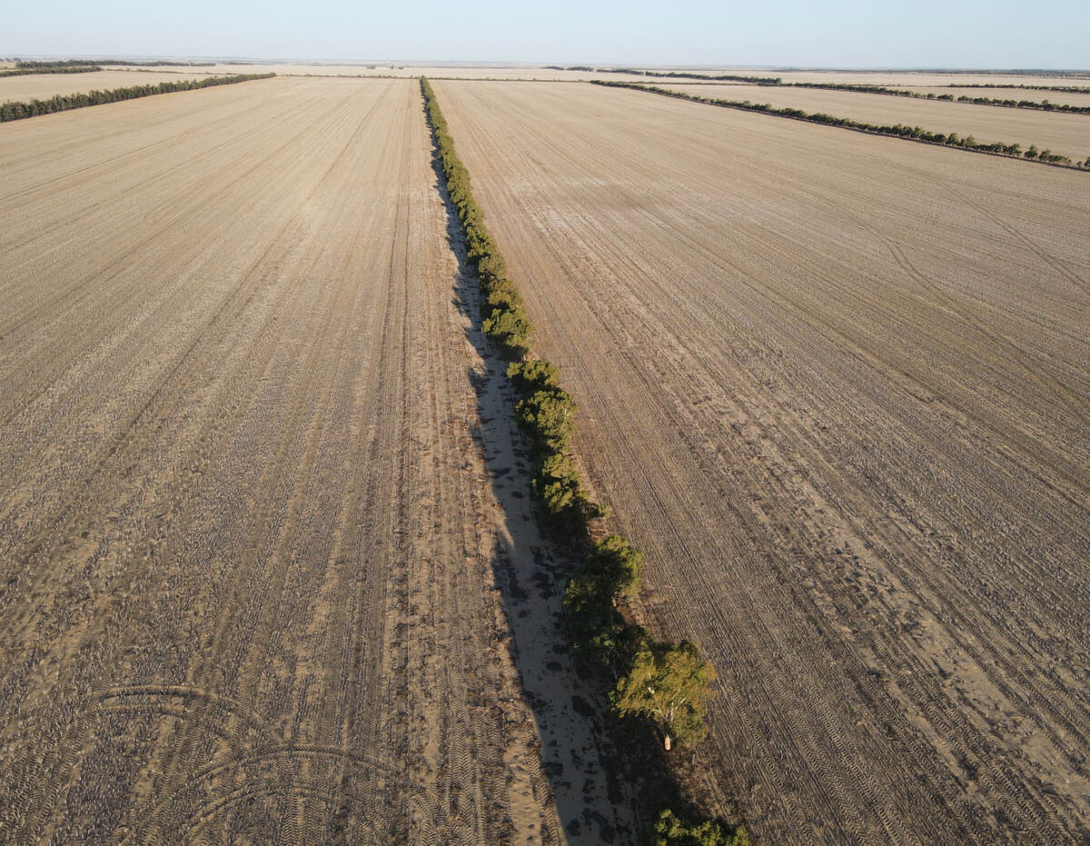 Shelterbelts Plantation and Landcare Services (PALS)