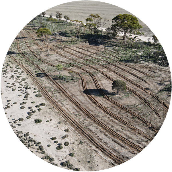 Creekline Revegetation